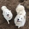 adult samoyeds 