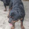 Rottweiler male stud breeding