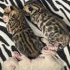 Bengal kittens 