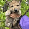 Wolfdog puppies 