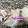 Retiring female AKC pom