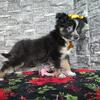 Toy Australian shepherd puppies