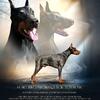European Doberman Stud