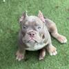 Quality American Bully’s  765-479-4909