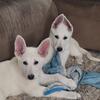 White German Shepherd Puppies