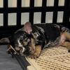 Adorable 8-Week-Old AKC Registered Merle French Bulldog Puppy
