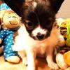 Papillon Male GORGEOUS MARKINGS and SUPER CUTE AVAIL for  FREE  Showings and Delivery