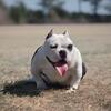 American Bully Micro Female
