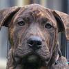 Purebred Presa Canario Puppies 
