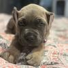 🐾 ICCF Registered Cane Corso Puppies – Ready for Loving Homes 🏡