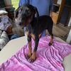 MD-6 black and tan female Doberman