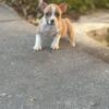American Bully pups