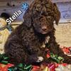AKC Standard Poodle Puppies 