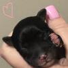 KB Black Female Yorkie