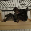 Male Baby Chinchilla Looking for a Loving Home – Chicago Area