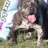 Male French Bulldog Merle