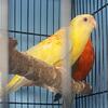 Mating Pair of Red Rumped Parakeets