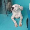 AKC white 5 month male pup