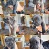 Cane Corso - AKC Registered Litter - Sacramento, CA