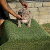 Exotic Bully female