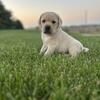 English Labrador retrievers