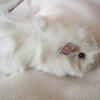 Different breeds of guinea pigs for sell in Beardstown Illinois. 