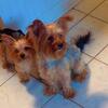 Yorkies 