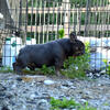 Ammo extremely small compact male triple carrier only 13 pounds at stud son of the famous Trigger