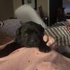 Cane Corso puppies