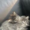REDUCED ***Ragdoll mixed CUTE KITTENS READY NOW