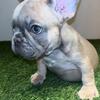 Blue fawn female  French bulldog