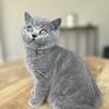 British Shothair blue Female 9 weeks 