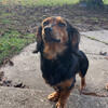 Long hair male dachshund looking for new home. 