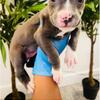 American Bully Puppy for sale 