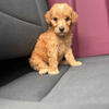  Male Toy poodle 
