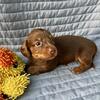 Miniature Dachshund 