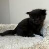 PANTHER -  female black maine coon kitten TICA registered