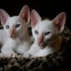 7CLASSIC SIAMESE KITTENS