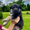 AKC GERMAN SHEPHERD PUPPIES
