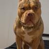 XL American Bully Stud Service ABKC registered 