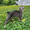 Bobtail kittens for adoption 350