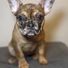 AKC Registered French Bulldog (Female Fluffy Carrier)- For Sale, Available Now! 