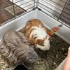 Silkie Guinea Pigs
