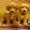 Mini Goldendoodles
