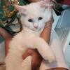 Siberian Himalayan solid white 