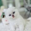 TICA registered male Scottish Fold kitten