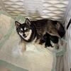 Alaskan Klee Kai 