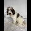Mini golden doodle puppy