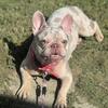 Retired frenchie female