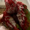 Beautiful Baby Green winged Macaw, Male
